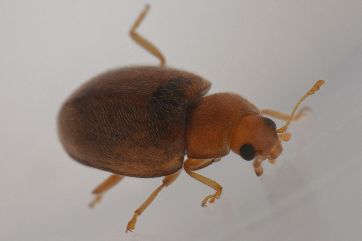 Coccinellidae: Rhyzobius cfr. litura